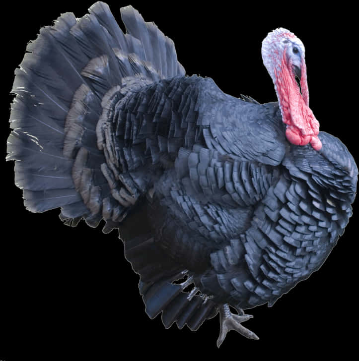 Majestic Black Turkey Display PNG
