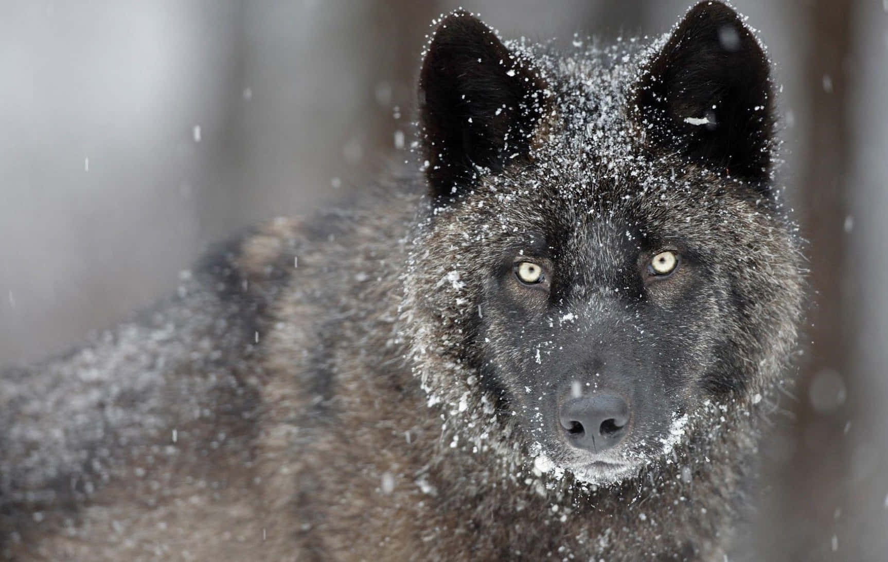 Majestic Black Wolf In The Wild