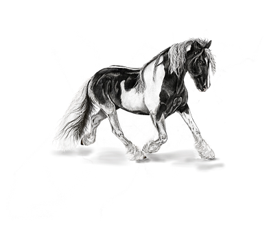Majestic Blackand White Horse PNG