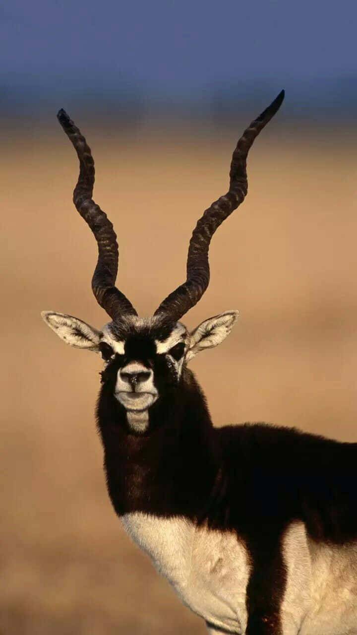 Majestic Blackbuck Antelope Wallpaper