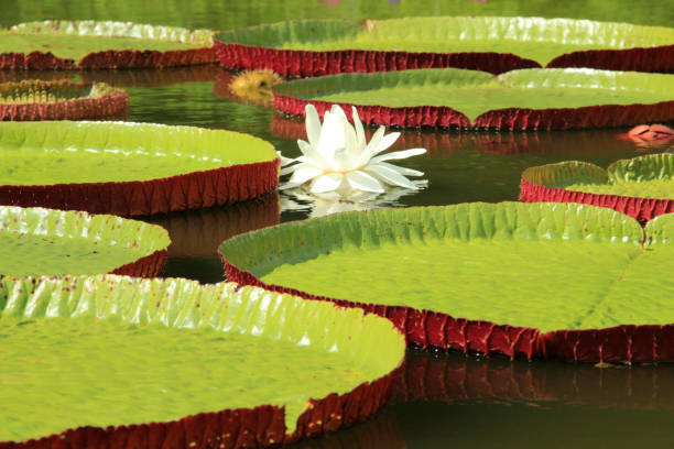 Majestic Bloom - A Water Lily Enthralling Nature's Beauty Wallpaper