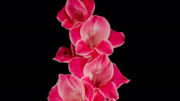 Majestic Blooming Gladiolus Flower Wallpaper