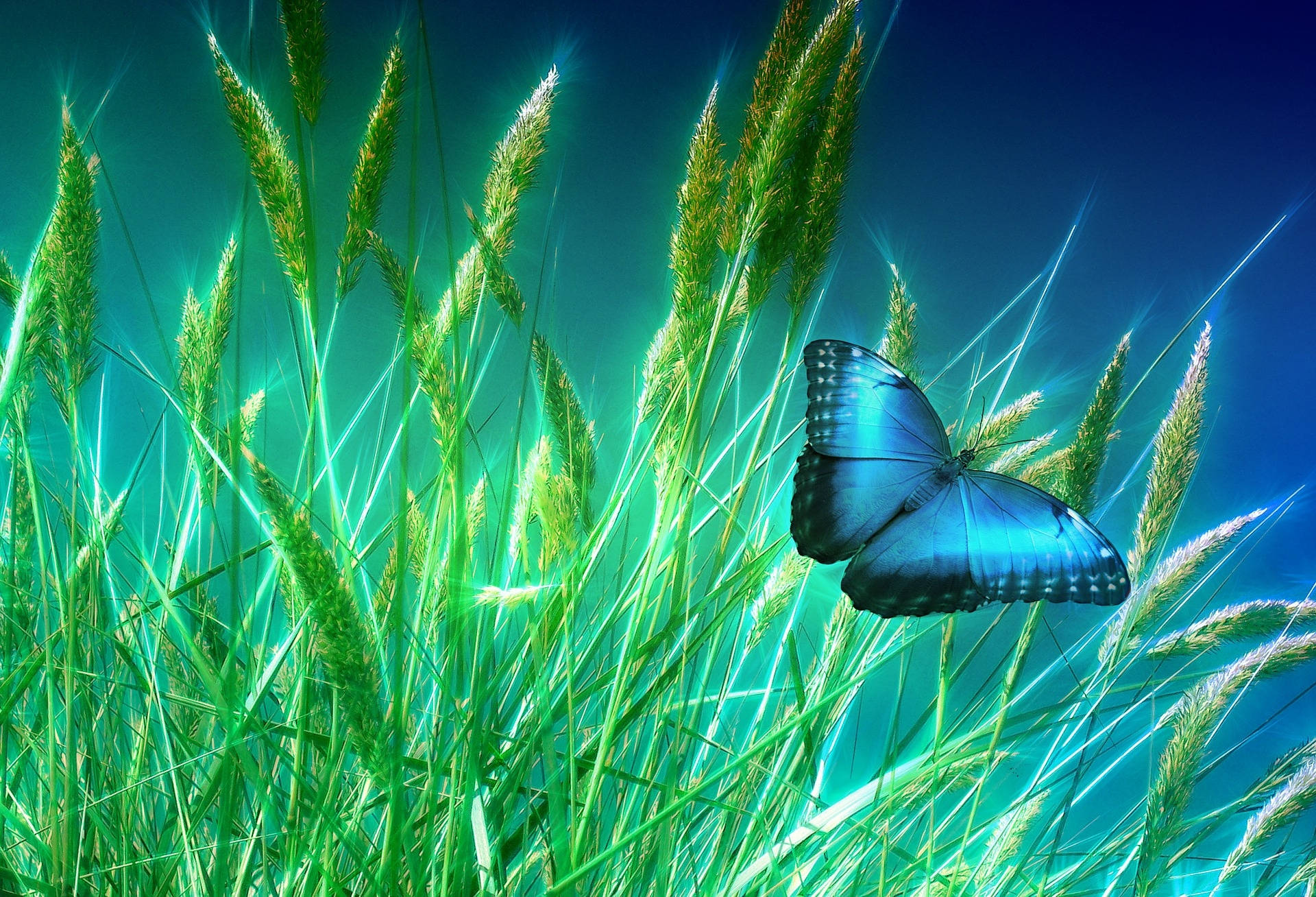 Majestic Blue Butterfly Wallpaper