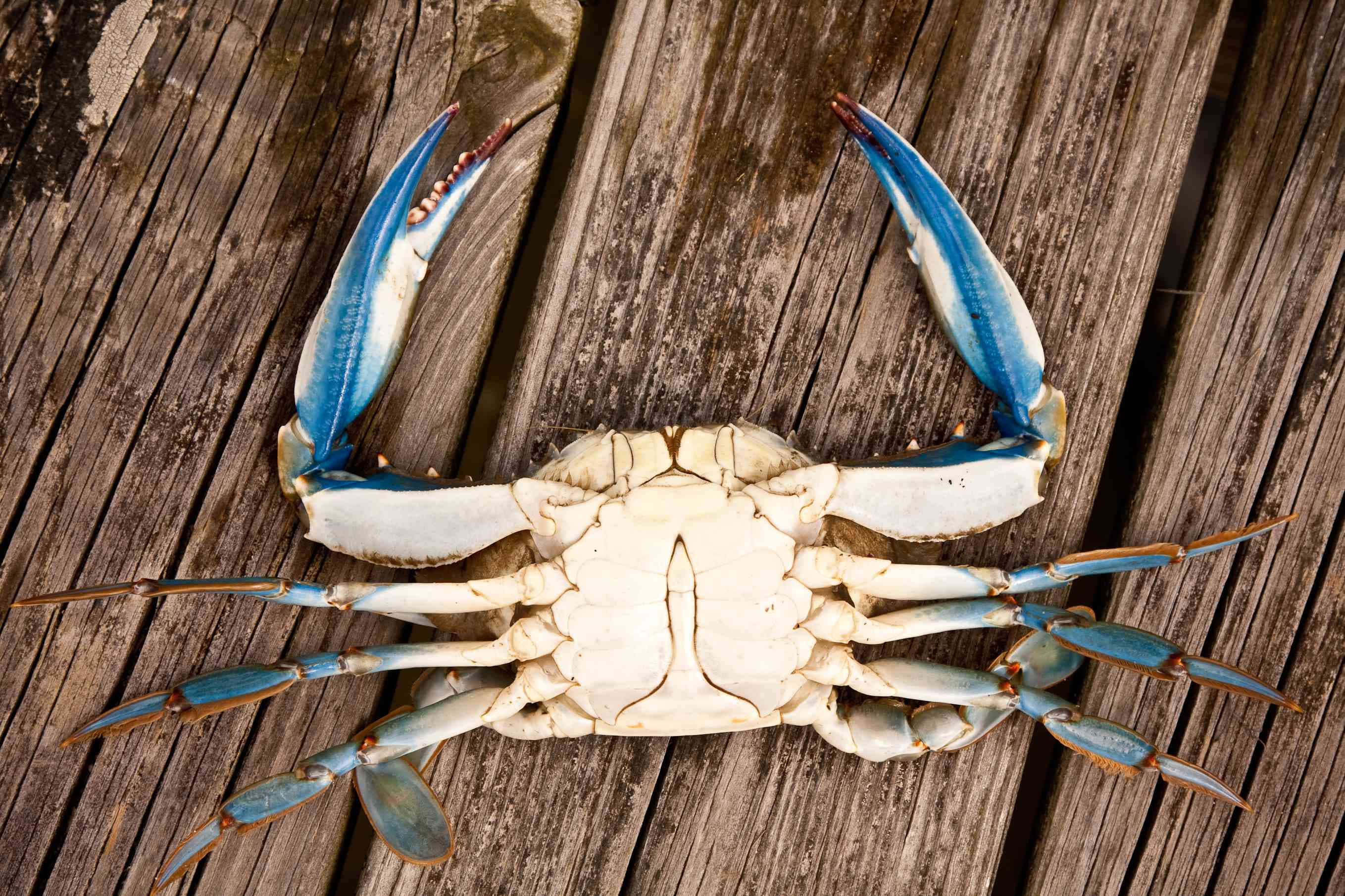 Majestic Blue Crab In Its Natural Habitat Wallpaper