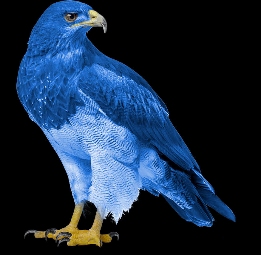 Majestic Blue Eagle Portrait PNG