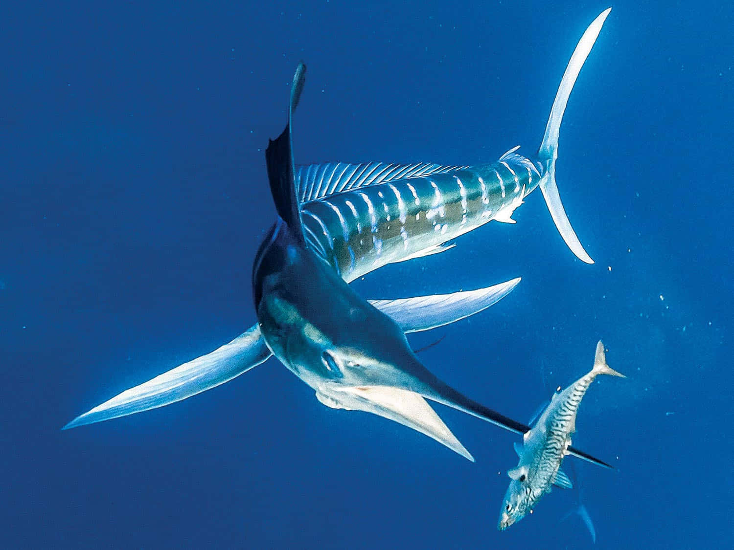 Majestueuze Blauwe Marlijn Die In De Oceaan Springt Achtergrond