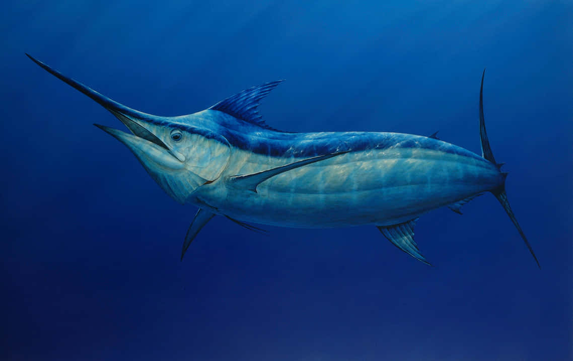 Majestic Blue Marlin Underwater Wallpaper