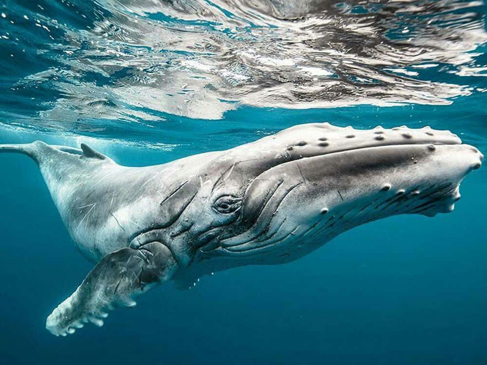 Majestic Blue Whale In Deep Blue Ocean Wallpaper