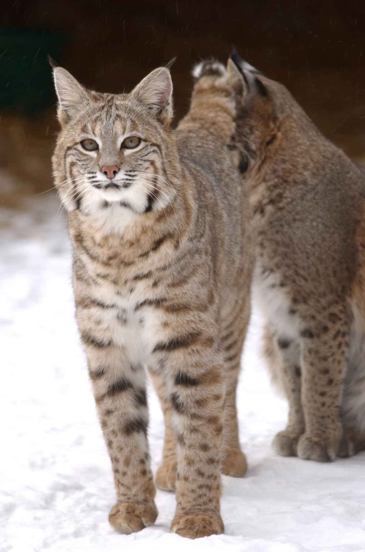 "majestic Bobcat In The Wild" Wallpaper