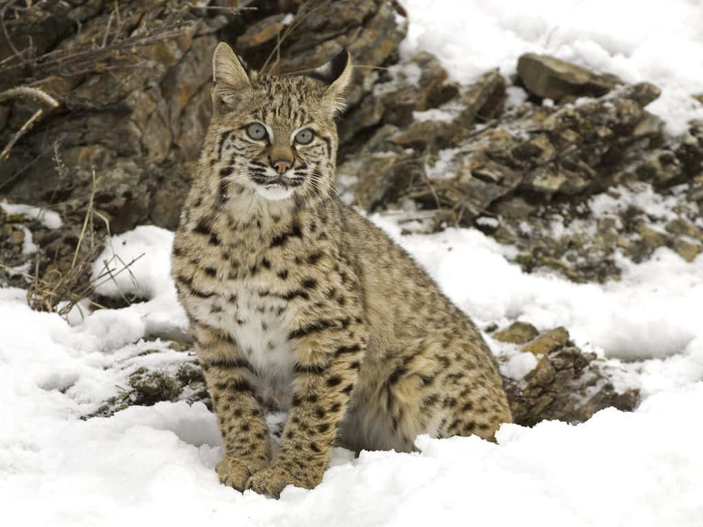 Majestic Bobcat On The Prowl Wallpaper