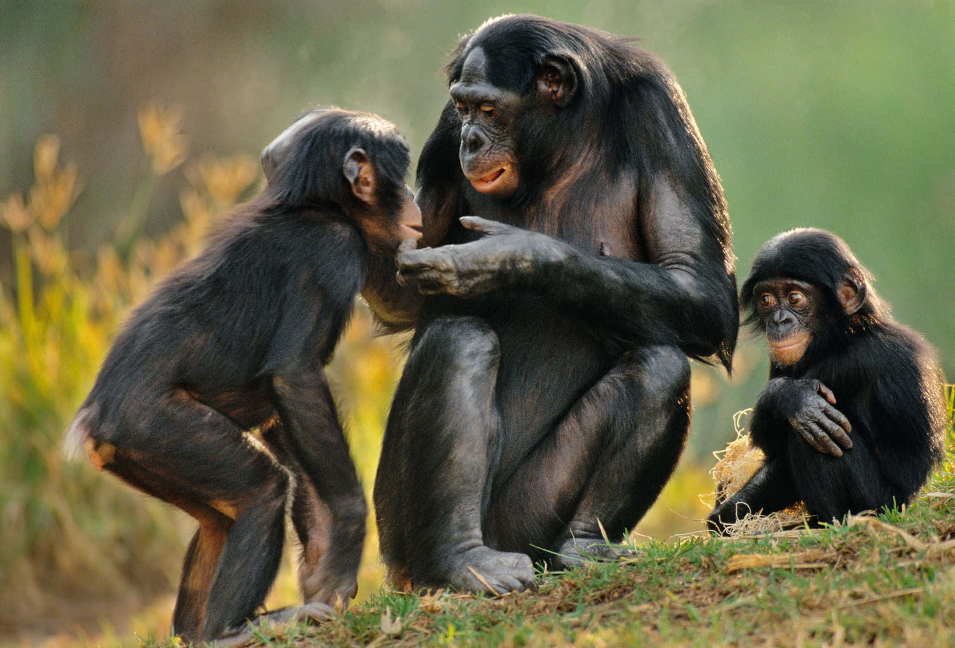 Majestic Bonobo In Natural Habitat Wallpaper