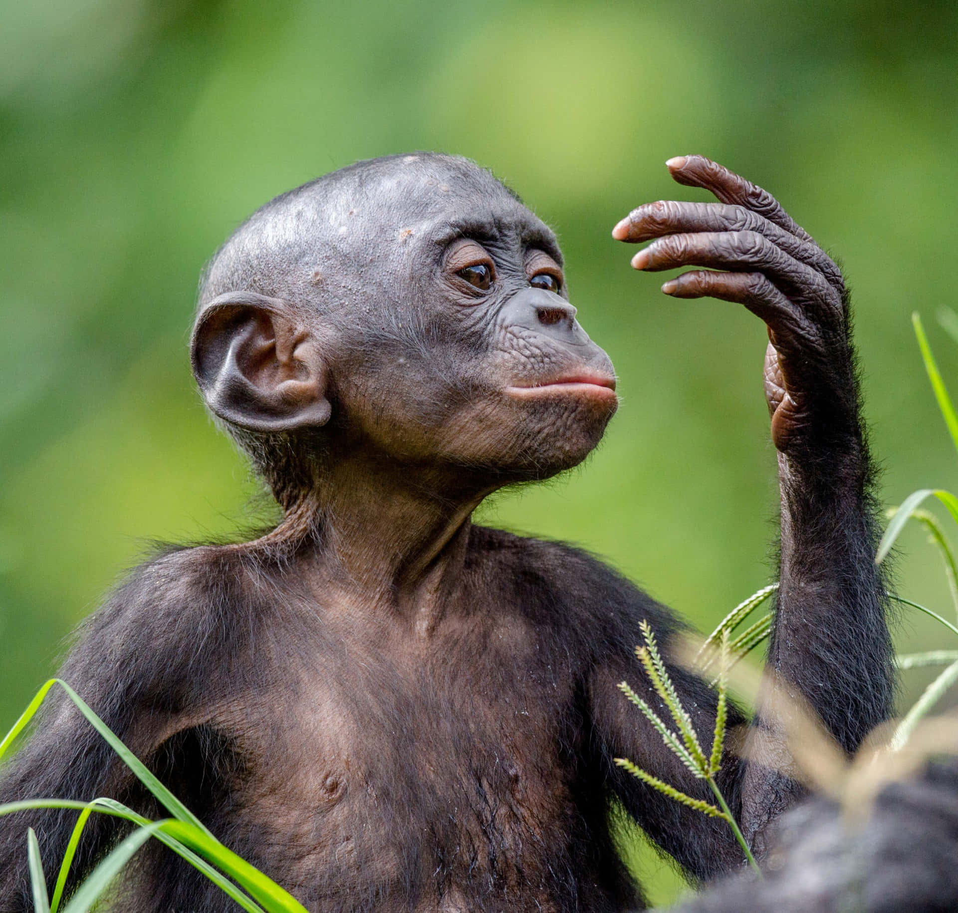 Majestic Bonobo In Wild Habitat Wallpaper