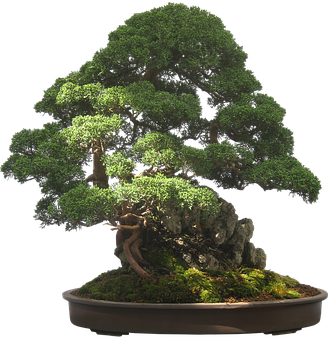 Majestic Bonsai Tree Black Background PNG
