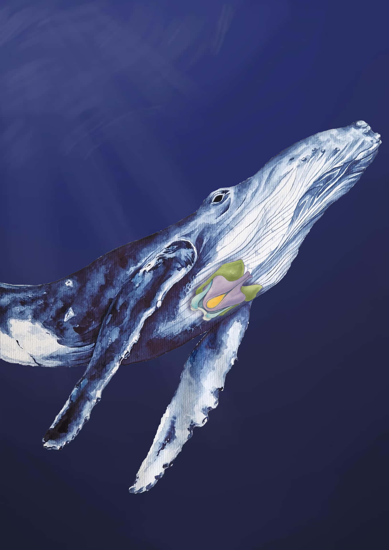 Majestic Bowhead Whale Illustration Wallpaper