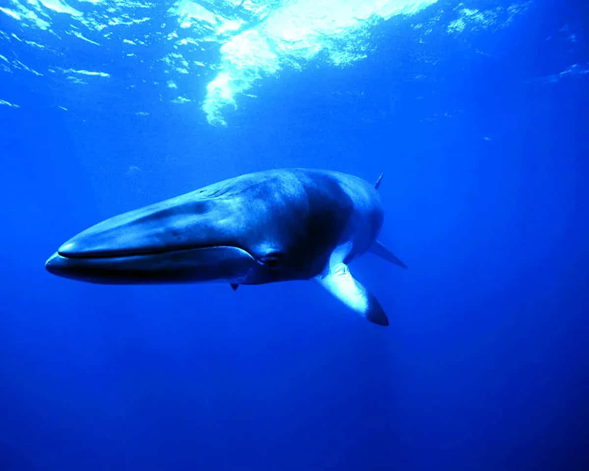 Majestic Bowhead Whale Underwater Wallpaper