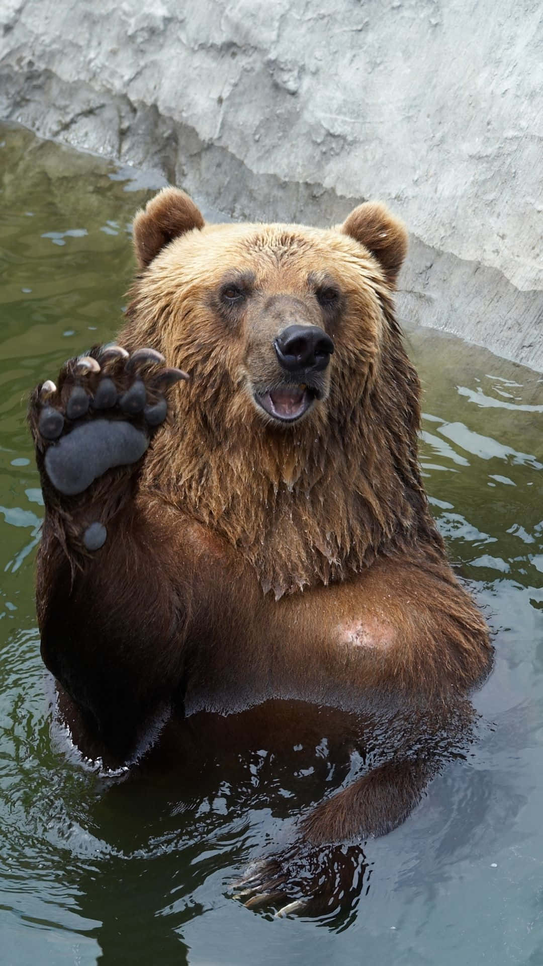 Majestic Brown Bear In The Wild