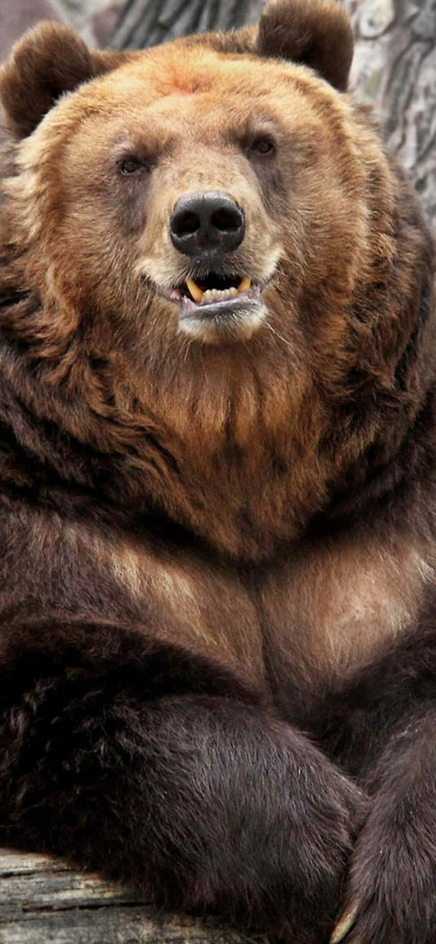 Majestic Brown Bear Portrait Wallpaper