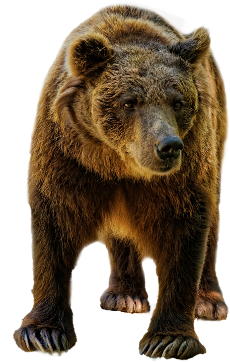 Majestic Brown Bear Standing PNG