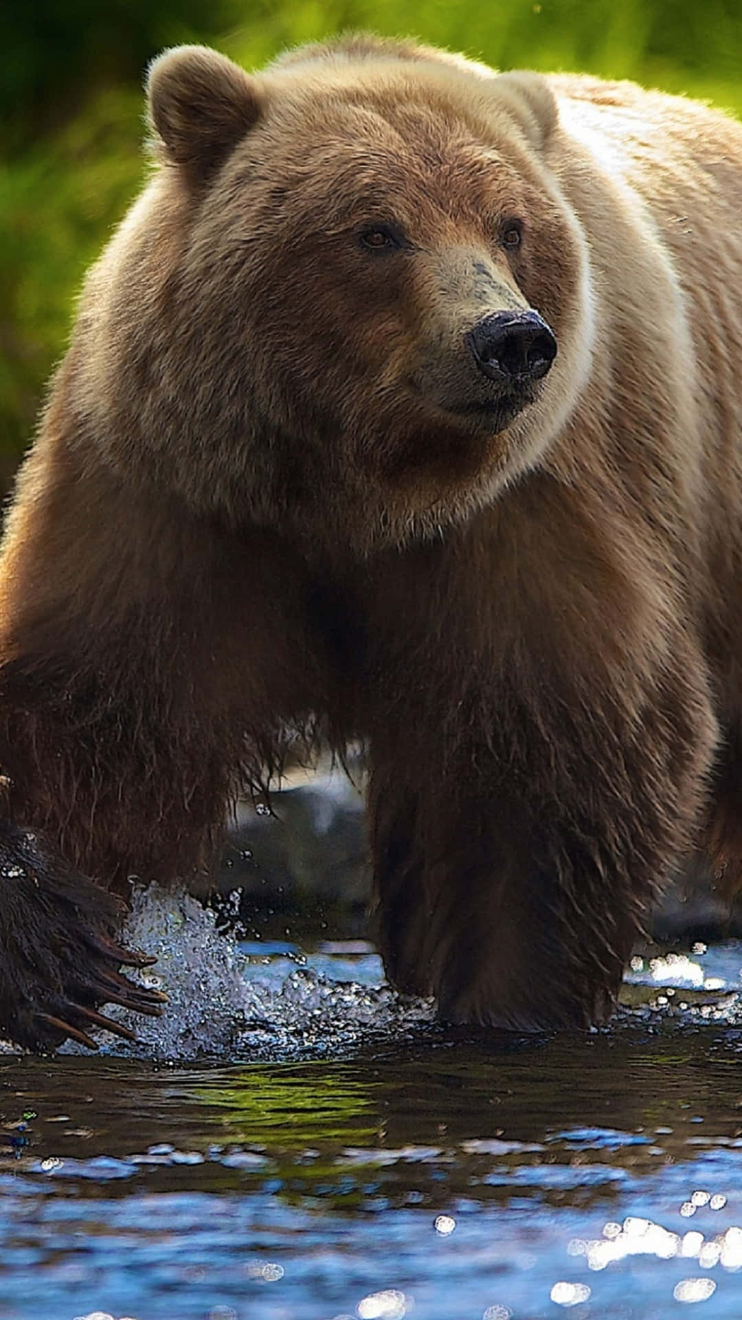 Majestic Brown Bear Wading Water.jpg Wallpaper