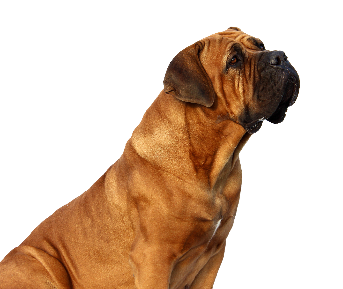 Majestic Brown Dog Profile PNG