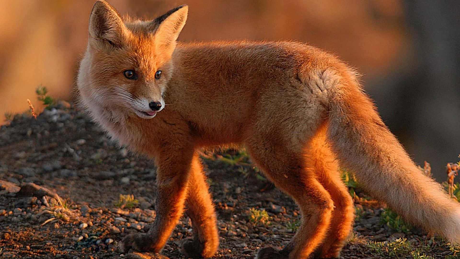 Majestic Brown Fox In Natural Habitat Wallpaper