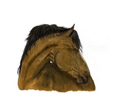 Majestic_ Brown_ Horse_ Portrait PNG