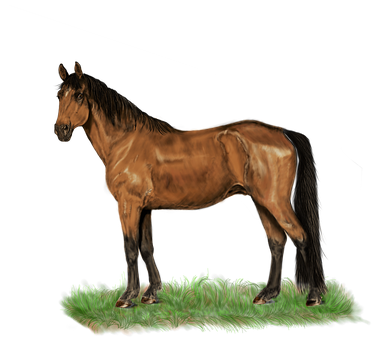 Majestic Brown Horseon Black Background PNG