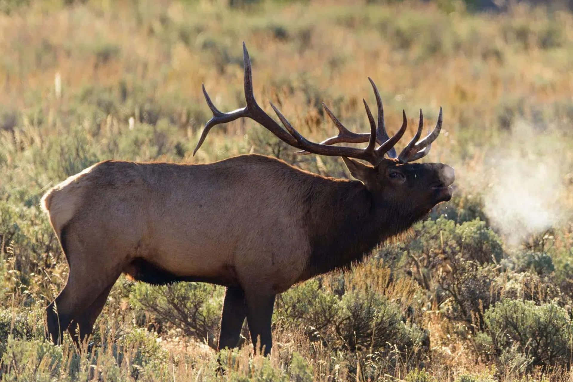 Majestic Bull Elk Breathing Steam Wallpaper