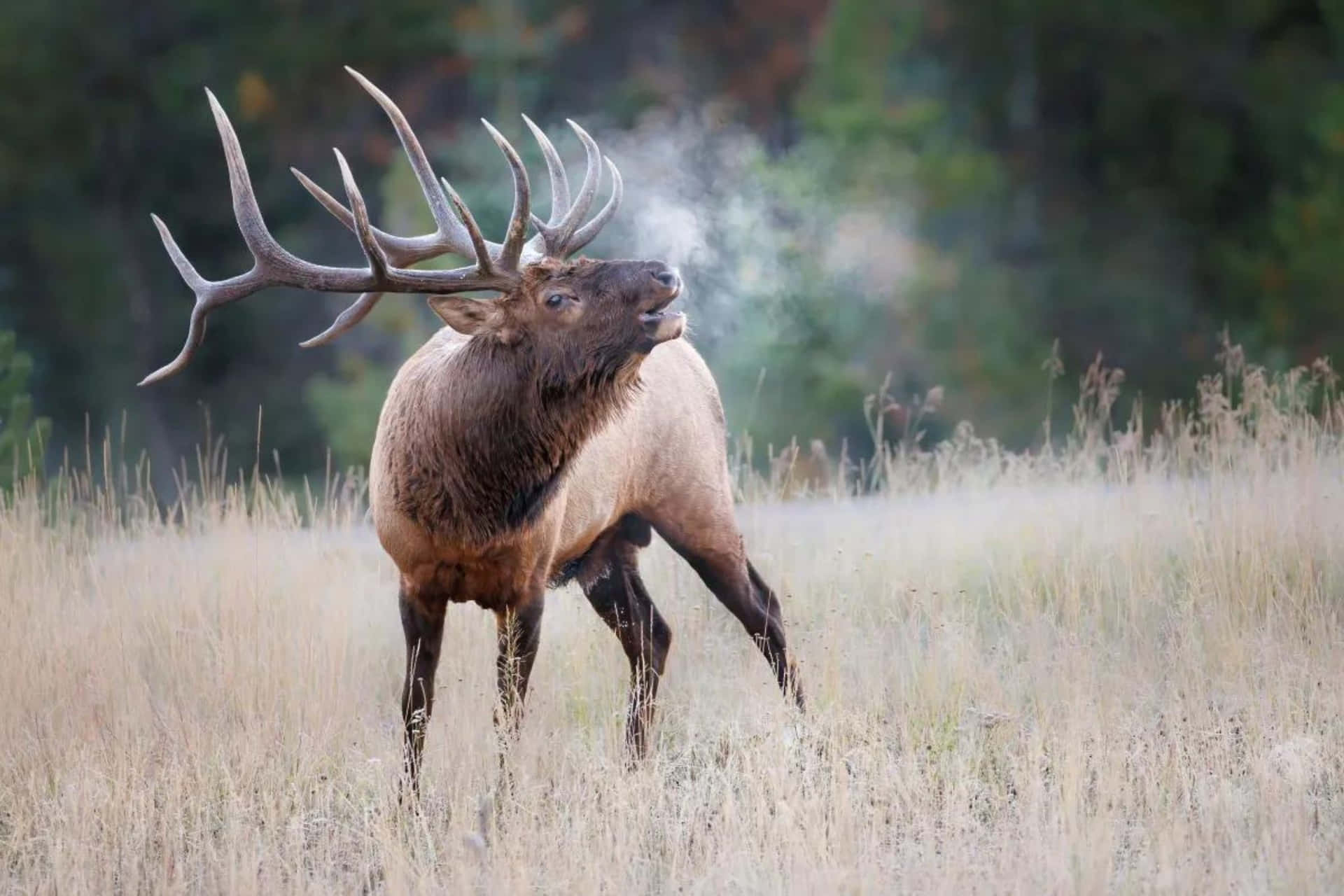 Download Majestic Bull Elk Bugling Wallpaper | Wallpapers.com