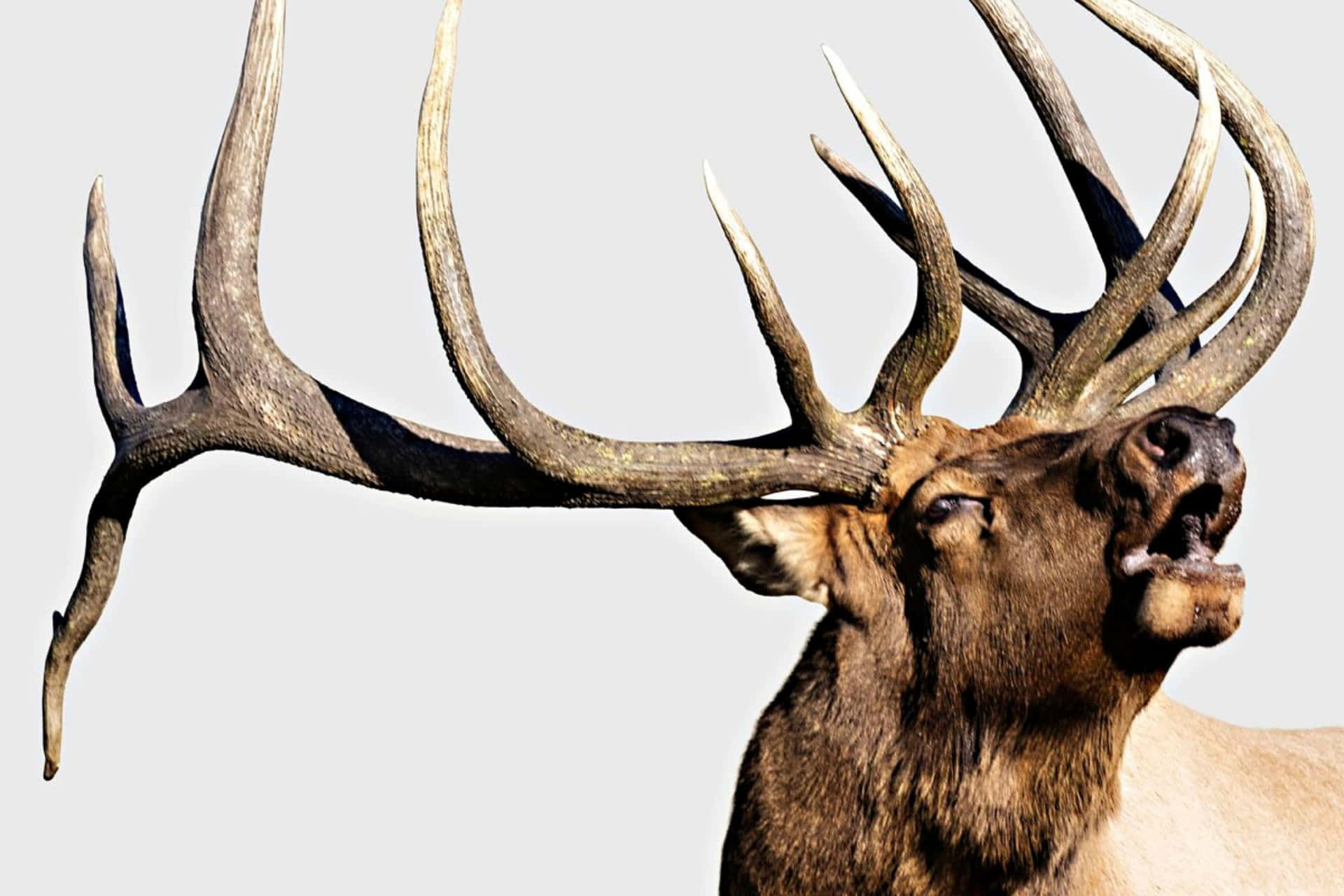 Majestic Bull Elk Bugling Wallpaper