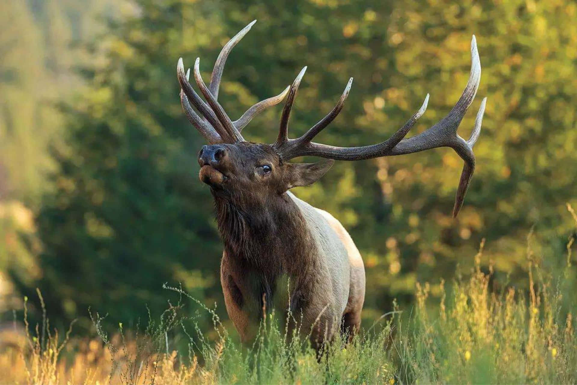 Download Majestic Bull Elk Bugling Wallpaper | Wallpapers.com