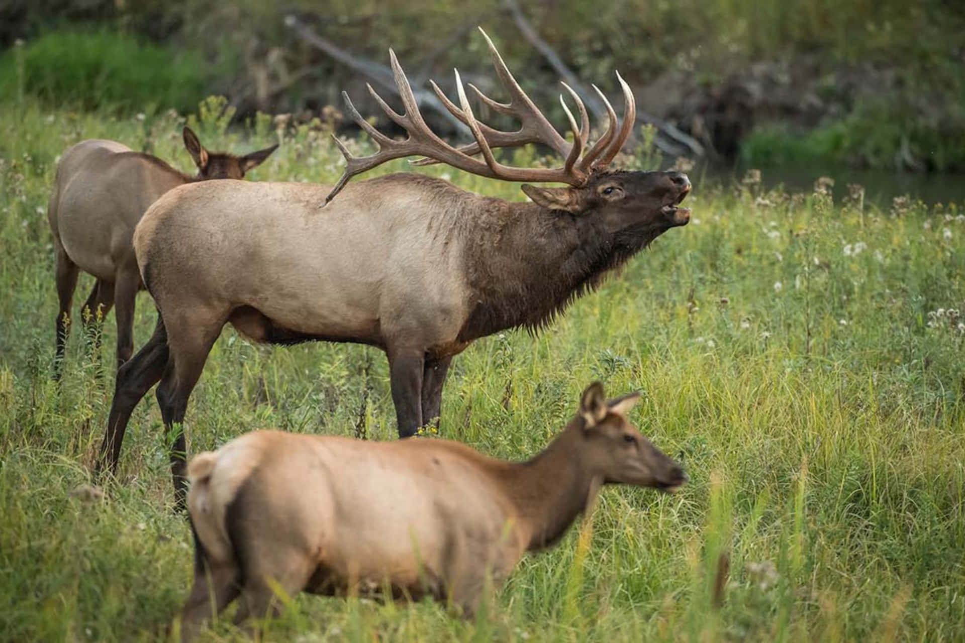 Download Majestic_ Bull_ Elk_ Bugling_with_ Herd.jpg Wallpaper ...