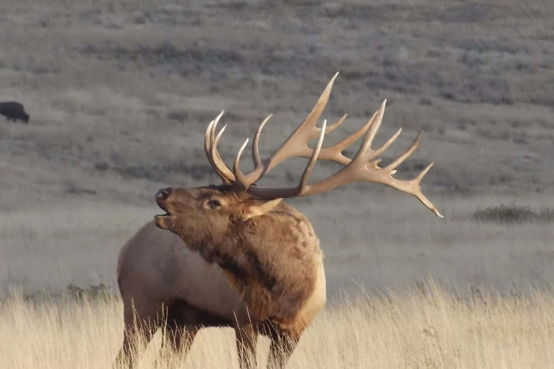 Majestic Bull Elk Buglingin Field Wallpaper