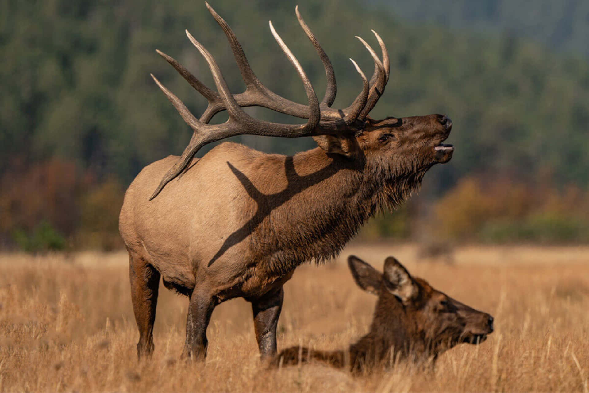 Majestic Bull Elk Buglingin Field Wallpaper