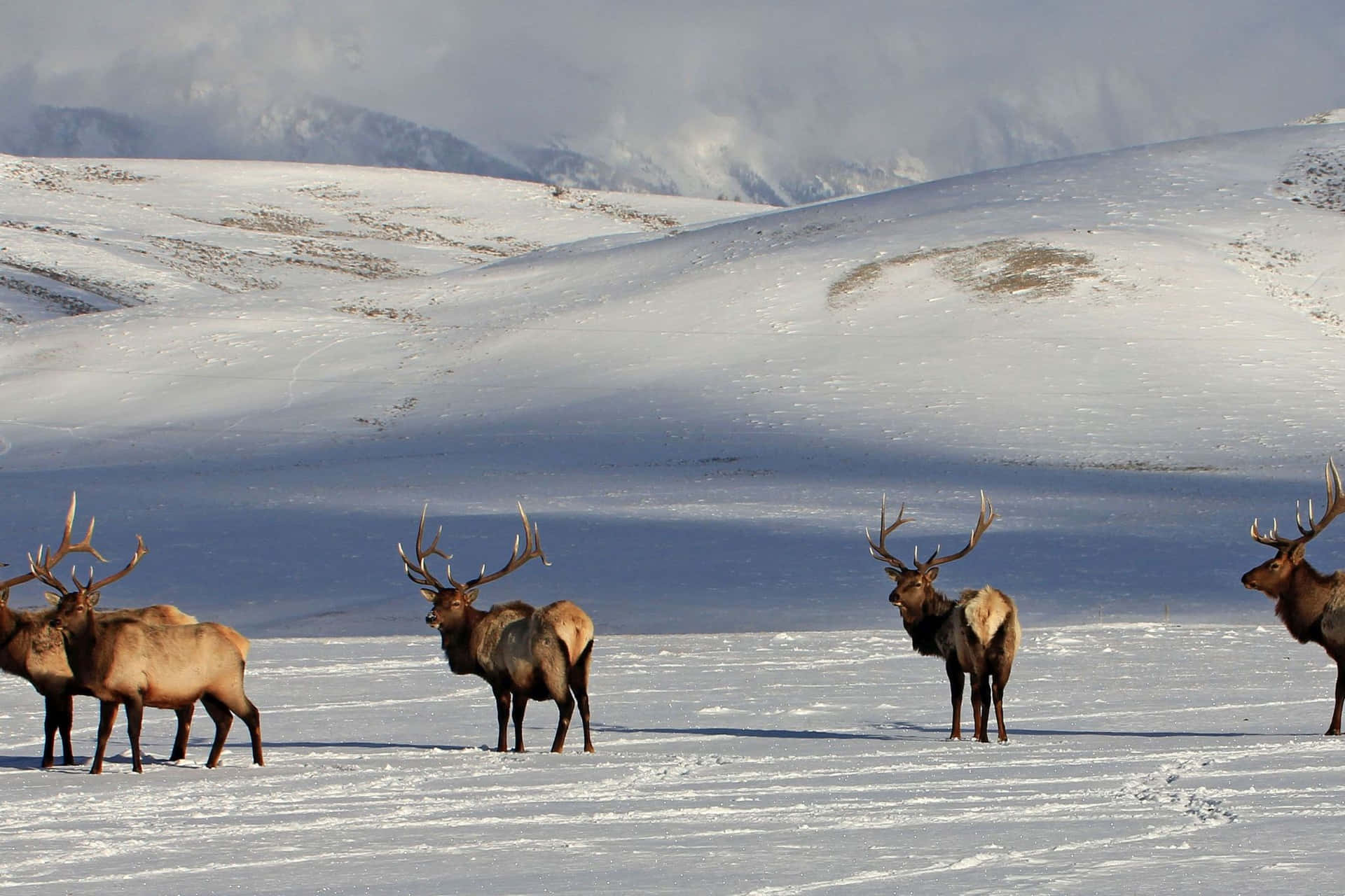 Download Majestic_ Bull_ Elk_in_ Winter_ Landscape.jpg Wallpaper ...