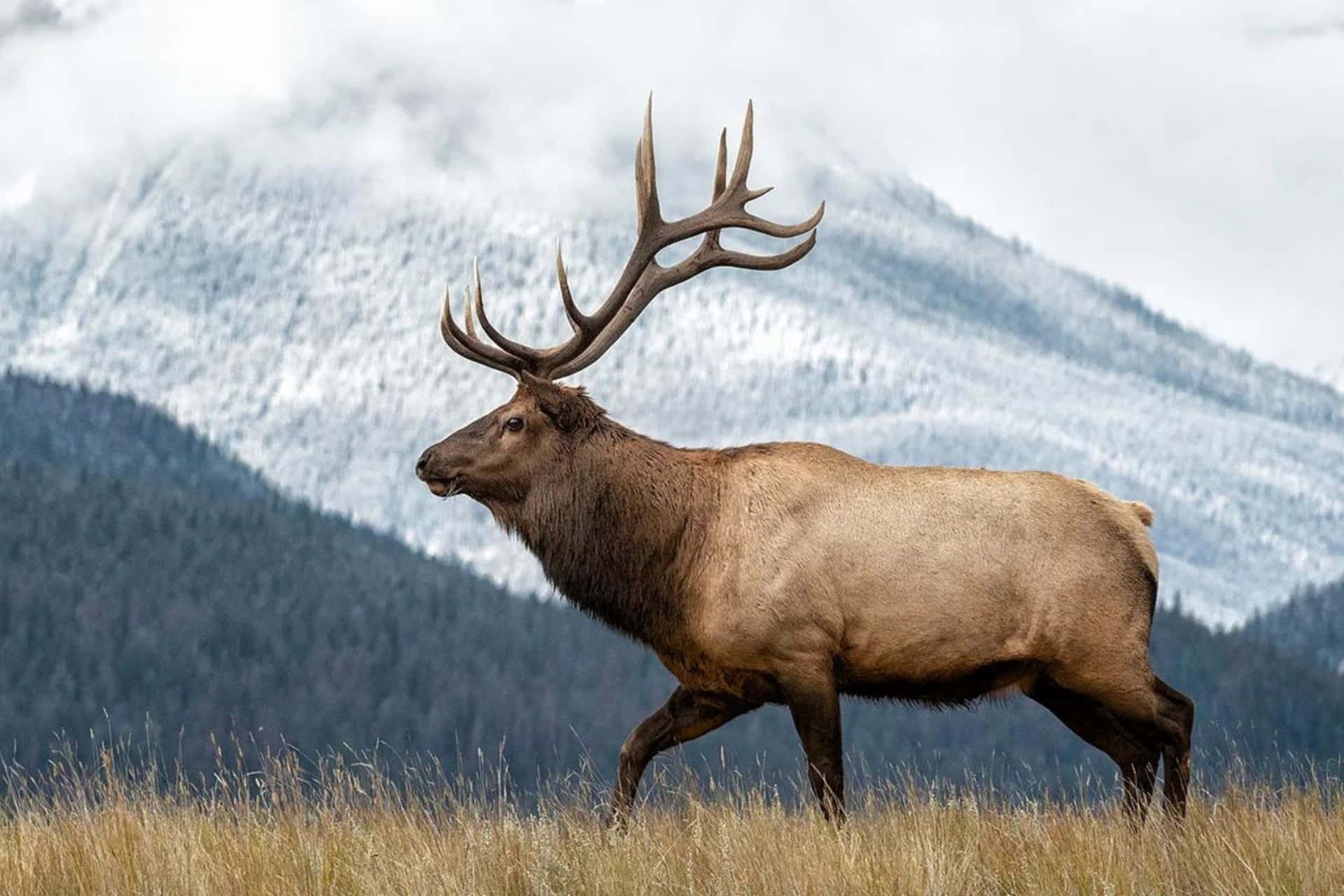 Majestic Bull Elk Mountain Backdrop.jpg Wallpaper