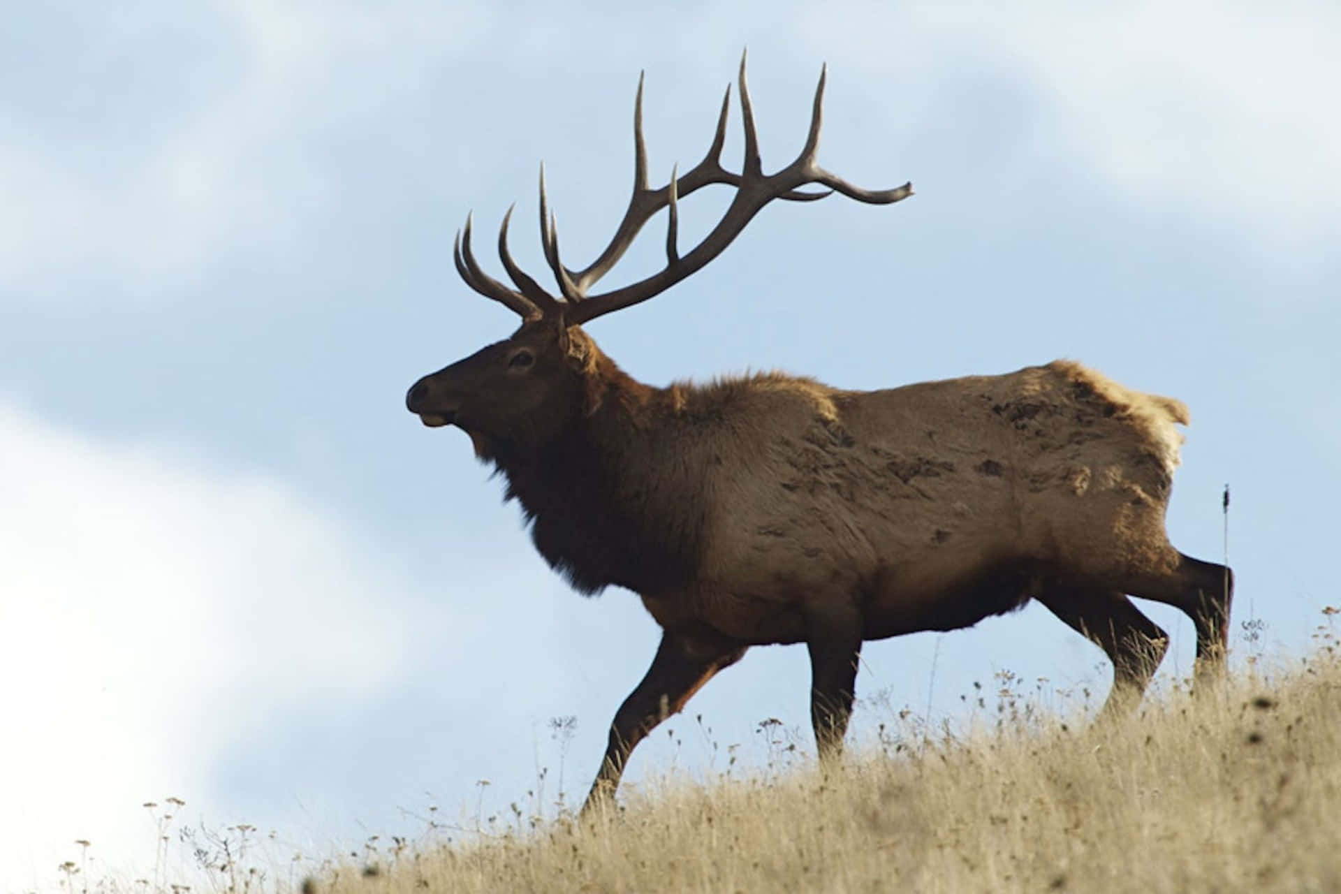 Download Majestic Bull Elk Silhouette Wallpaper | Wallpapers.com