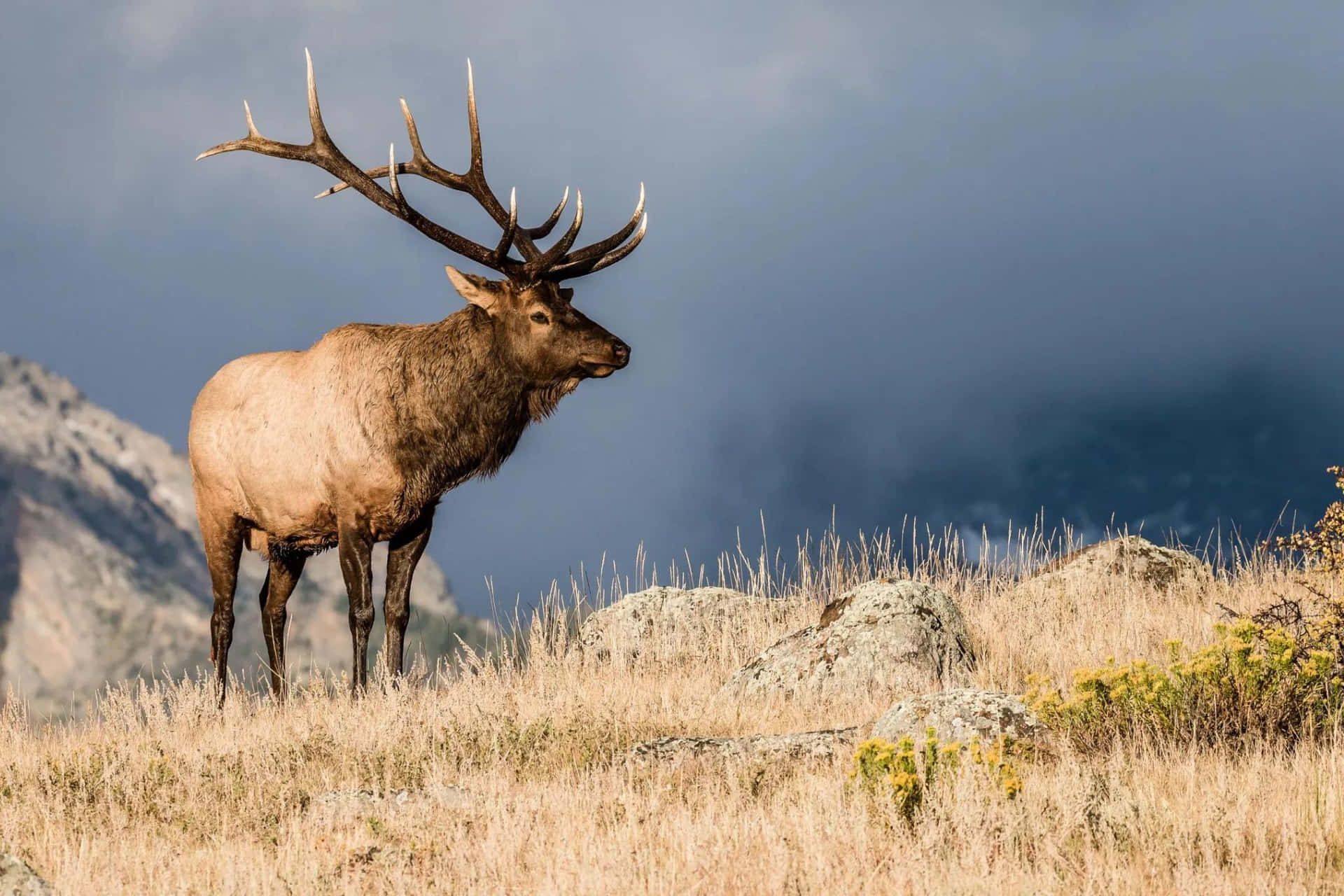 Majestic Bull Elk Standing Against Stormy Sky Wallpaper