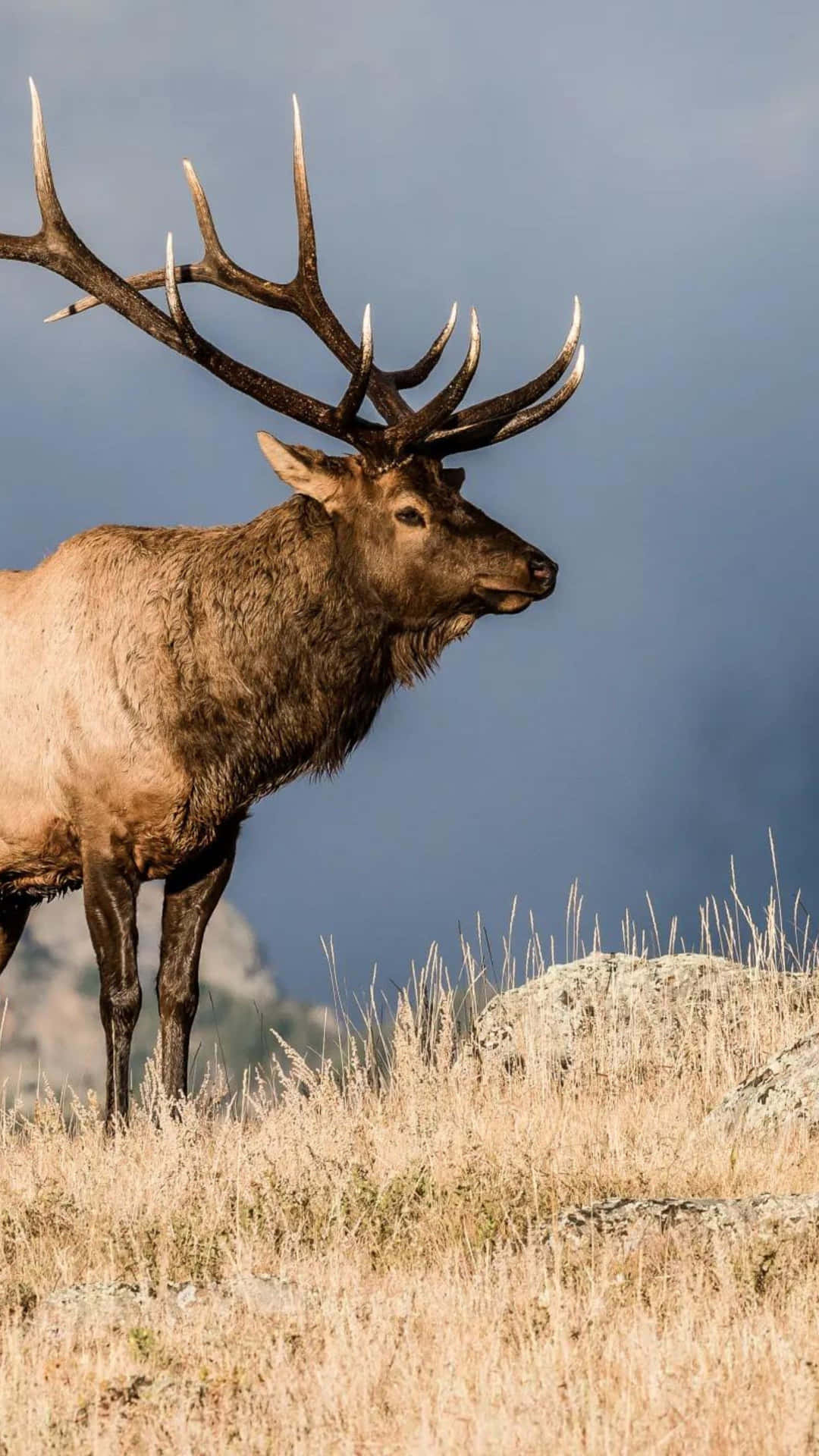 Majestic Bull Elk Standingin Field Wallpaper