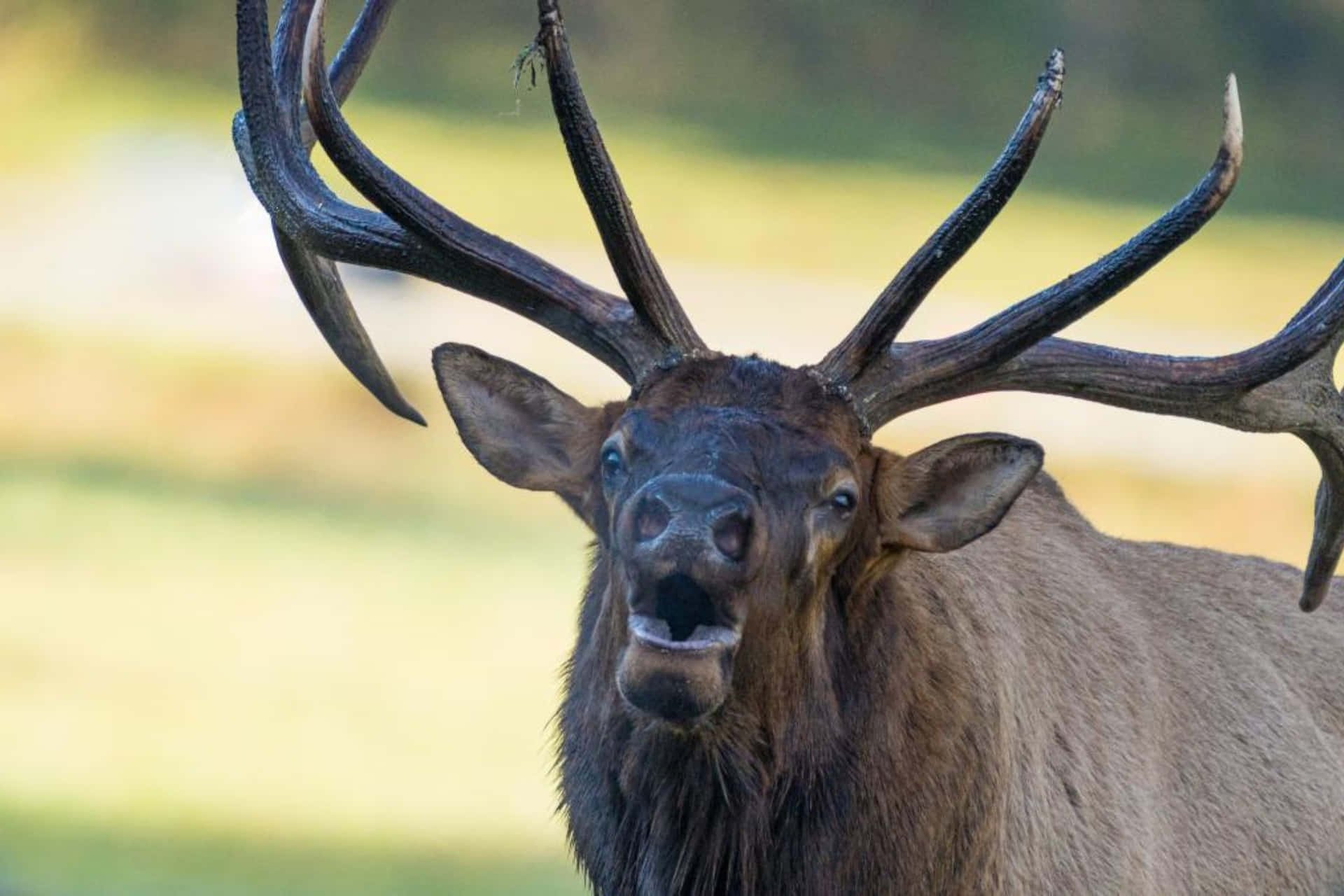 Download Majestic Bull Elk Up Close.jpg Wallpaper | Wallpapers.com