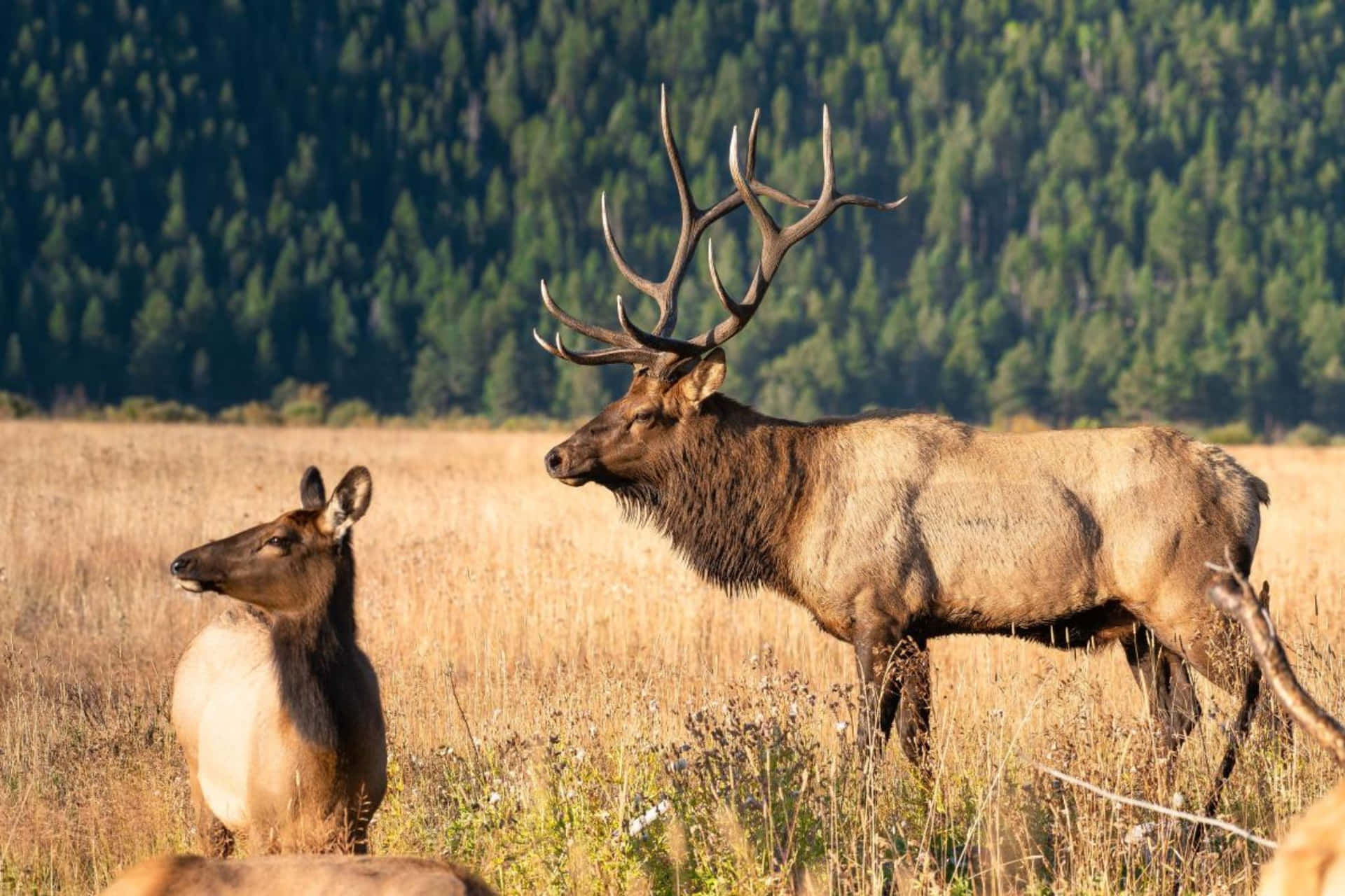 Majestic Bull Elk With Cow In Meadow Wallpaper