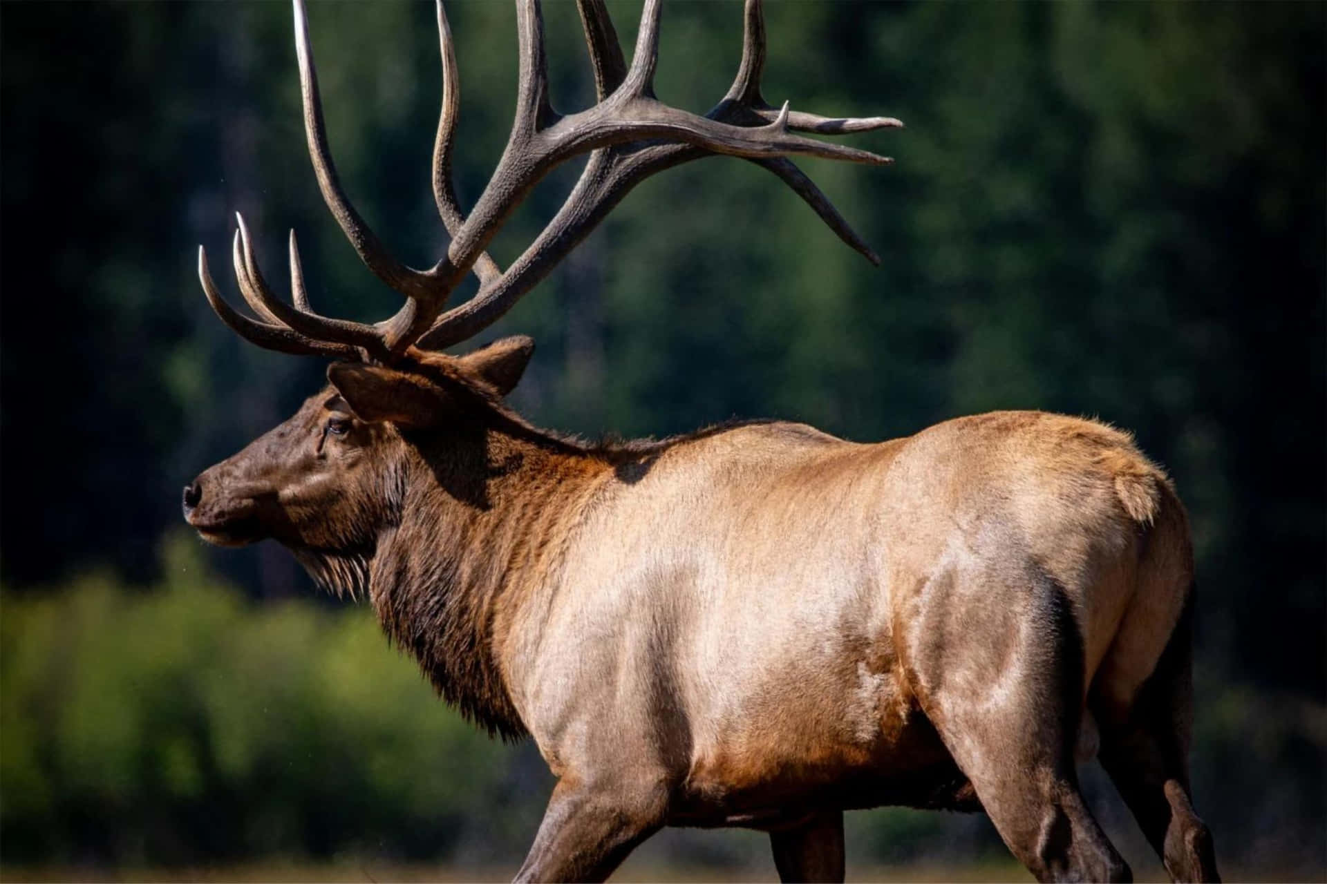 Majestic Bull Elk With Impressive Antlers Wallpaper