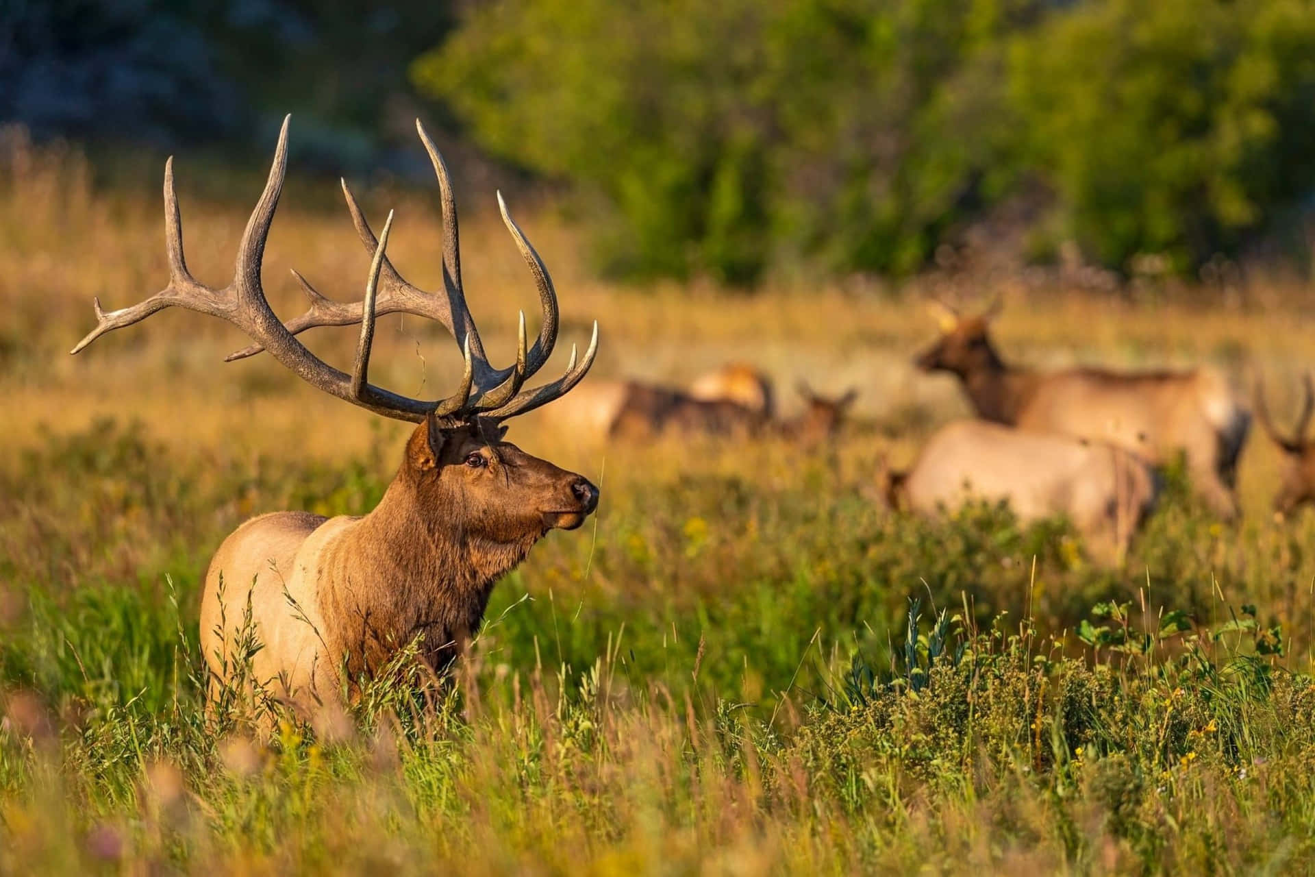 Majestic Bull Elkin Meadow Wallpaper