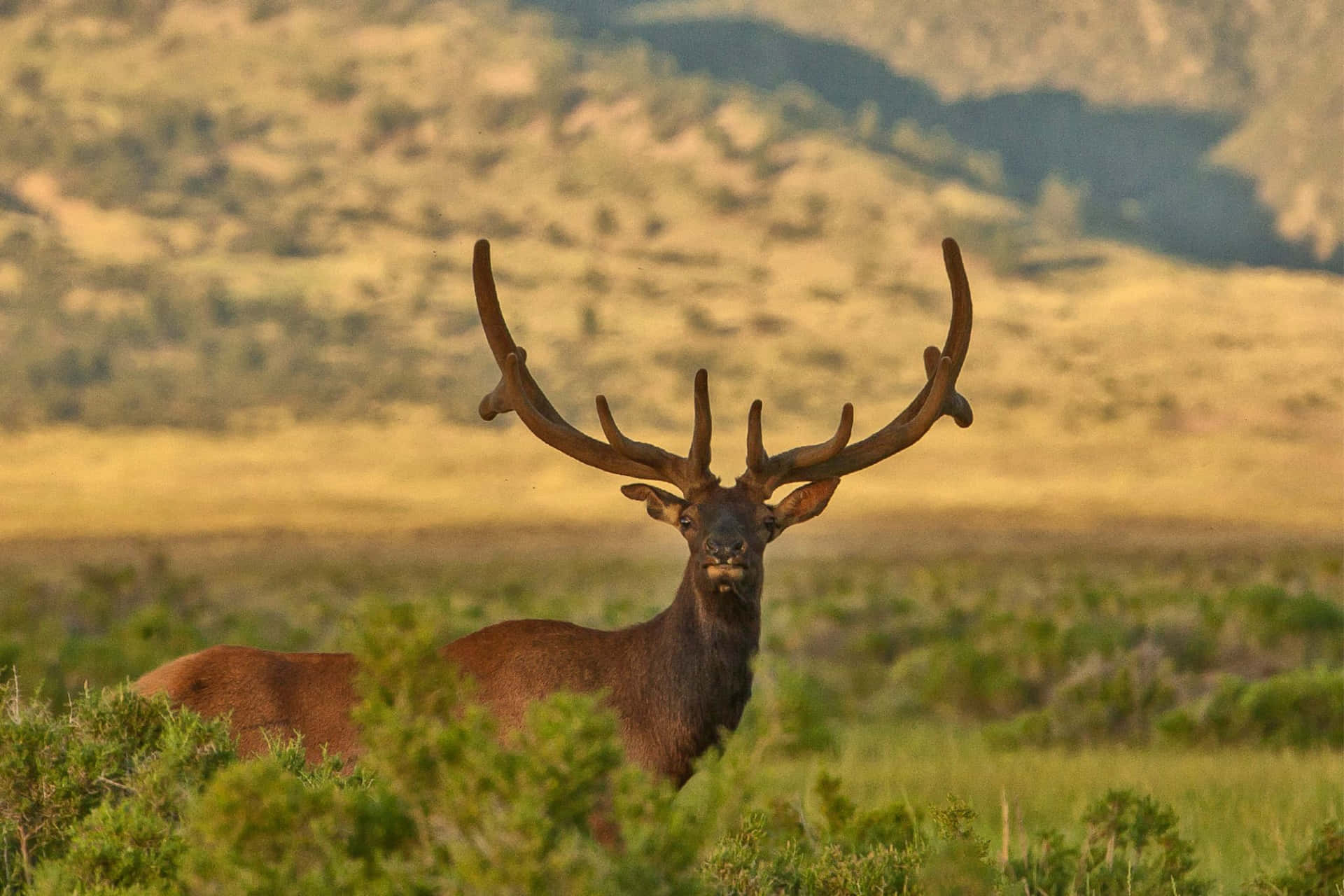 Majestic Bull Elkin Meadow Wallpaper