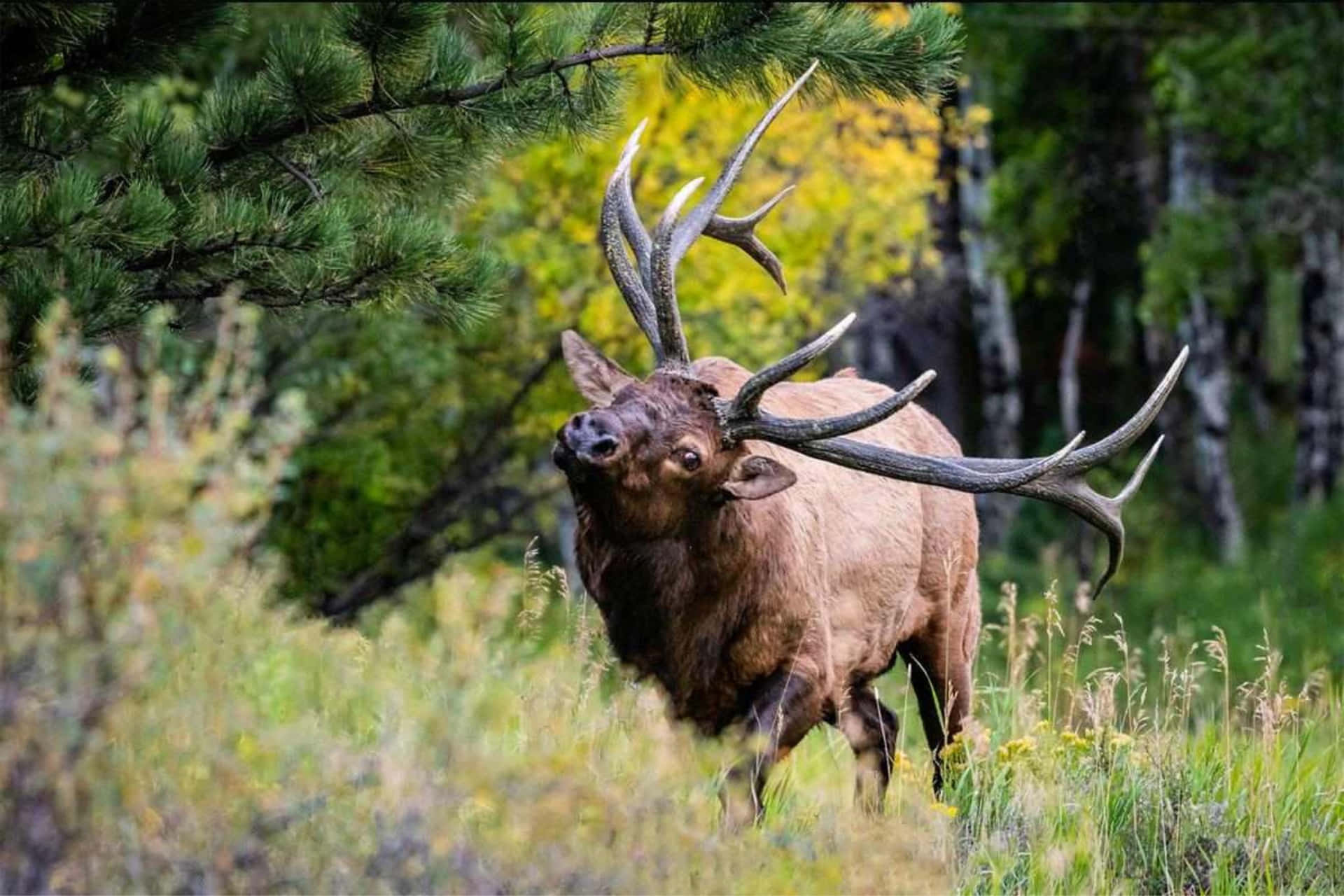 Majestic Bull Elkin Wilderness.jpg Wallpaper