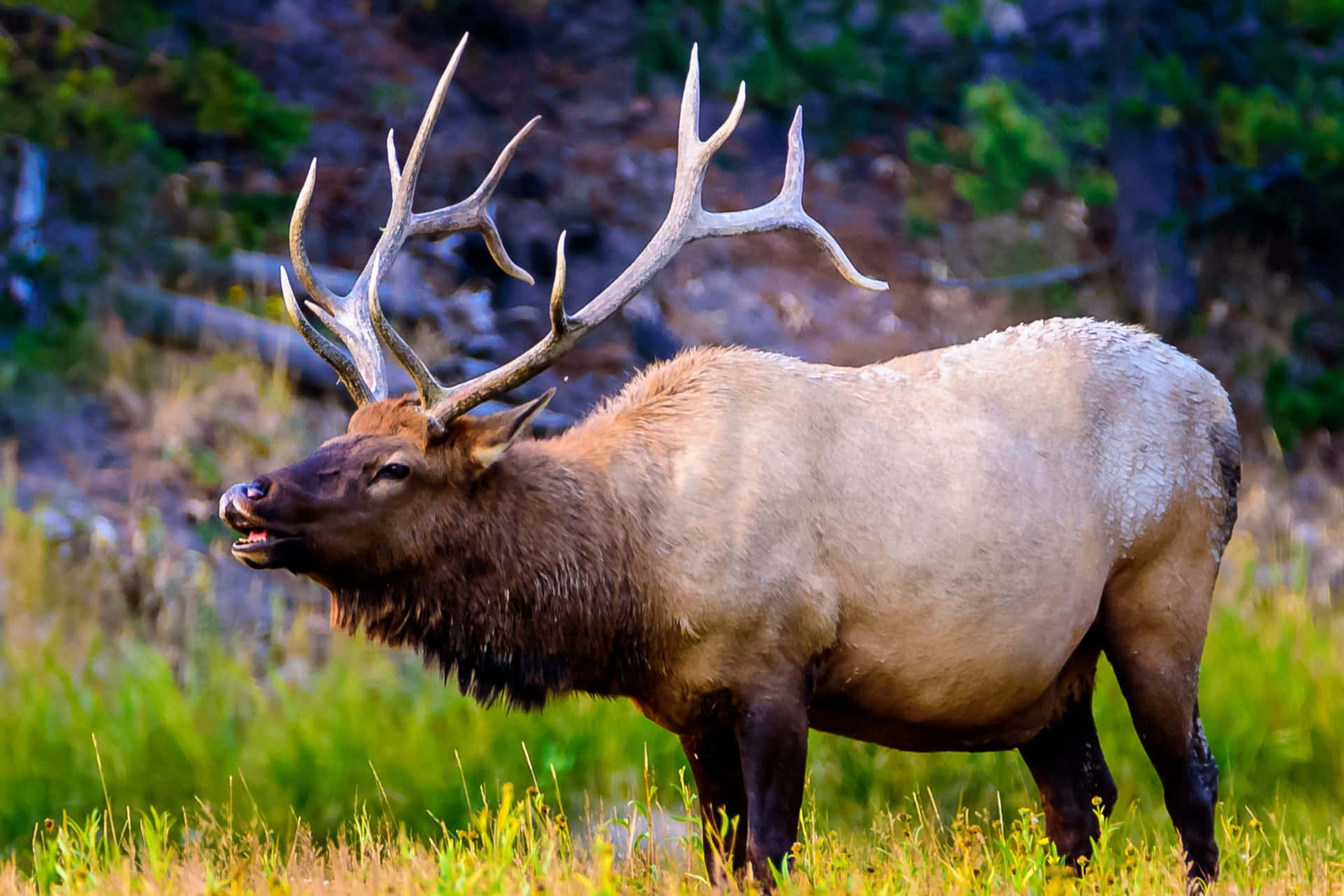 Majestic Bull Elkin Wilderness Wallpaper