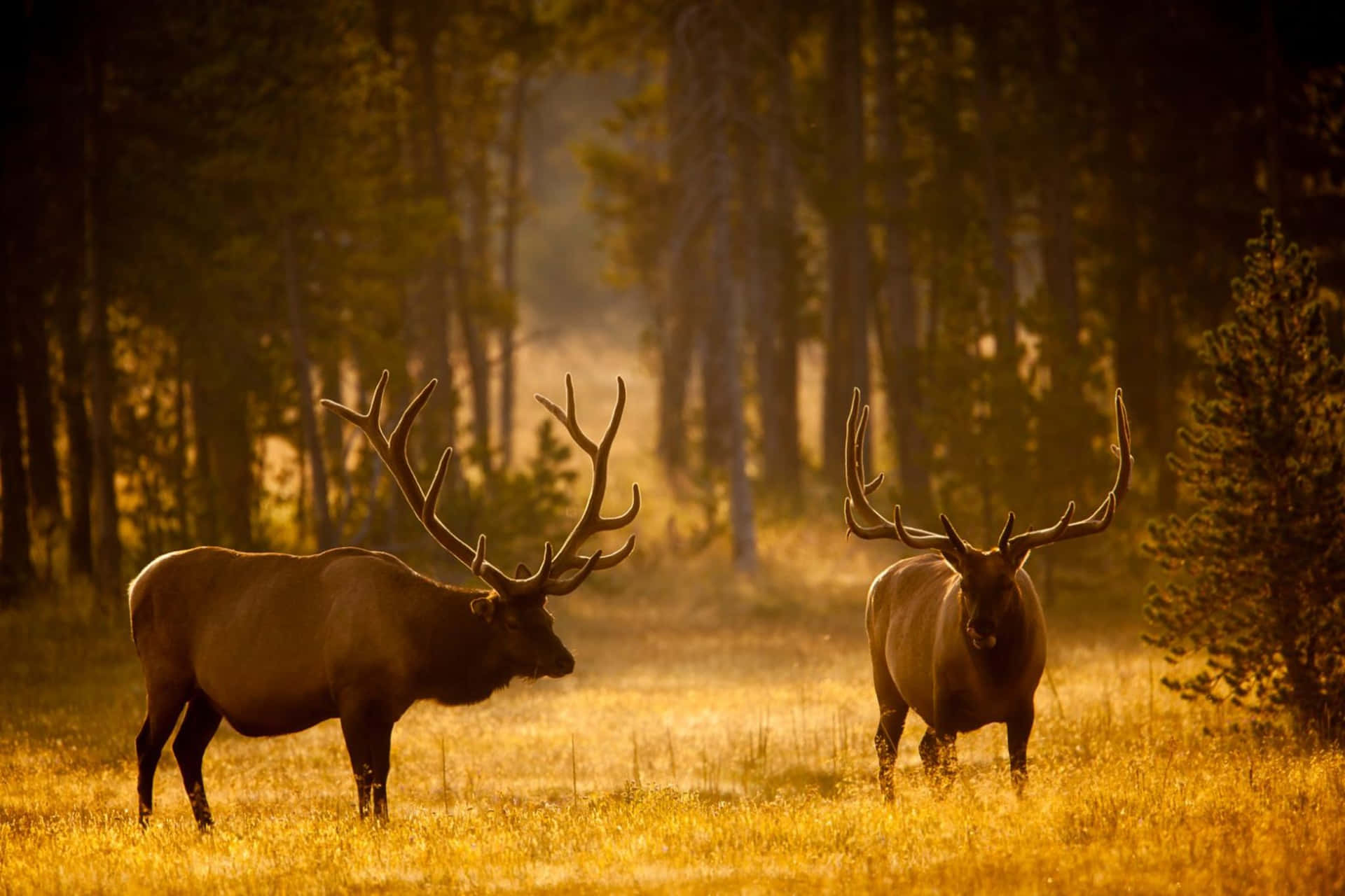 Majestic_ Bull_ Elks_in_ Golden_ Light Wallpaper