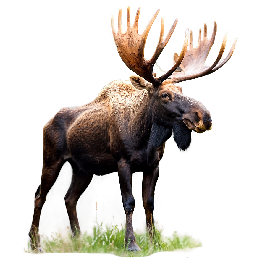 Download Majestic Bull Moose Png Syt | Wallpapers.com