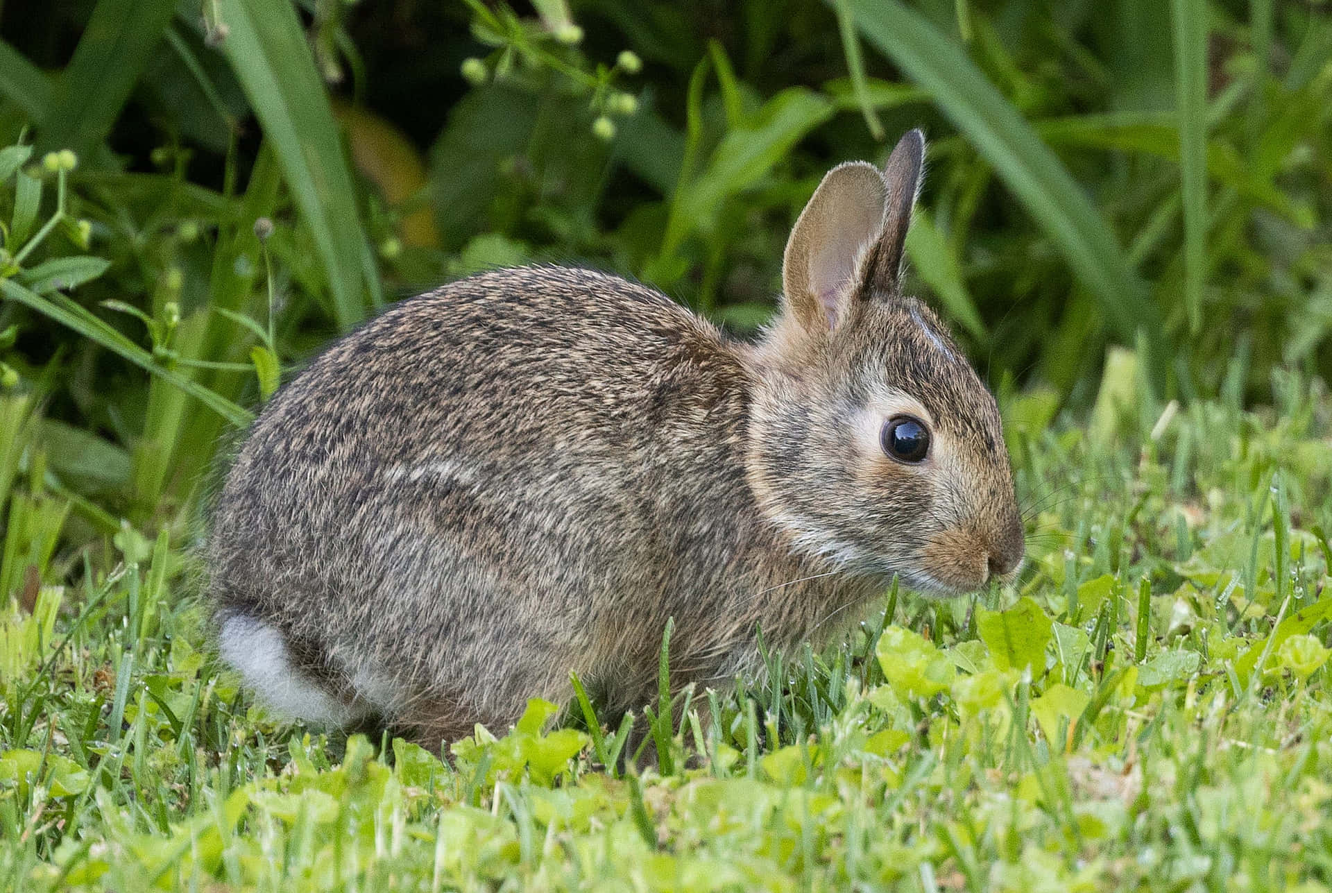 Majestic Bunny In A Field