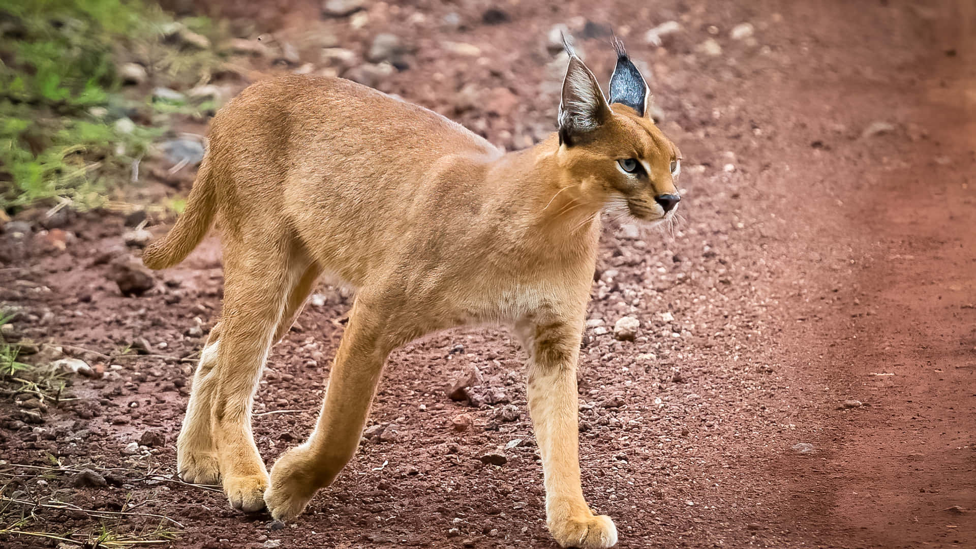 Majestic Caracal In A Natural Landscape Wallpaper